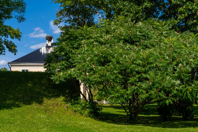Ääsmäe Mõis  2026-08-01 2-1