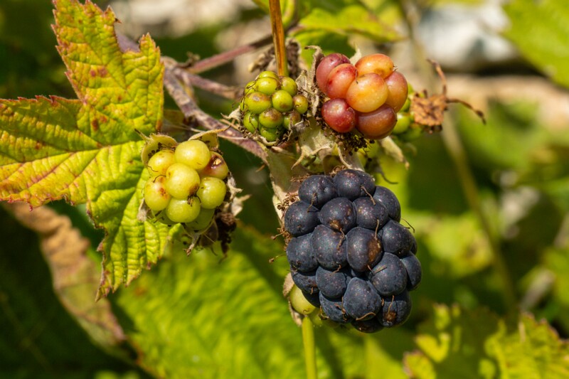 et. Põldmurakas, en. european dewberry, lat. Rubus caesius