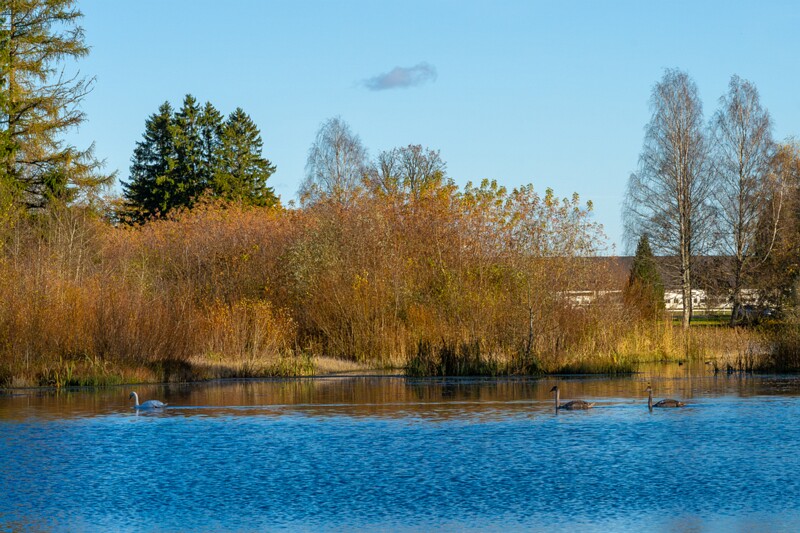 Allika järv  2025-10-19 1-6