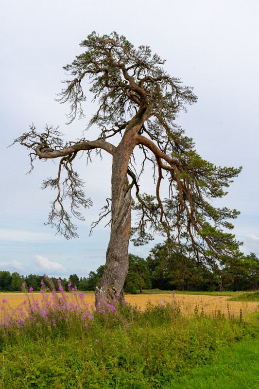 Aude keerumänd  2026-08-01 1-2