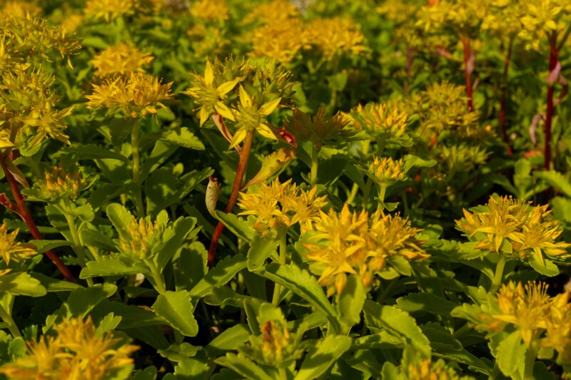 et. Kamtšatka kanahari, en. orange stonecrop, lat. Phedimus kamtschaticus