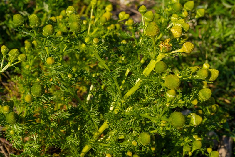 et. Lõhnav kummel, en. wild chamomile, lat. Matricaria discoidea
