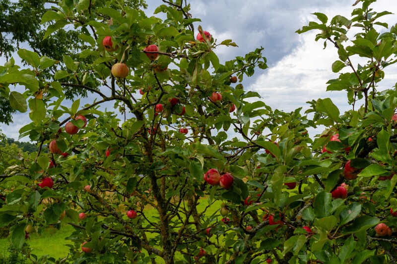 et. Aed-õunapuu, en. domestic apple, lat. Malus domestica
