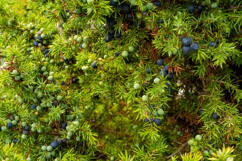et. Harilik kadakas, en. common juniper, lat. Juniperus communis