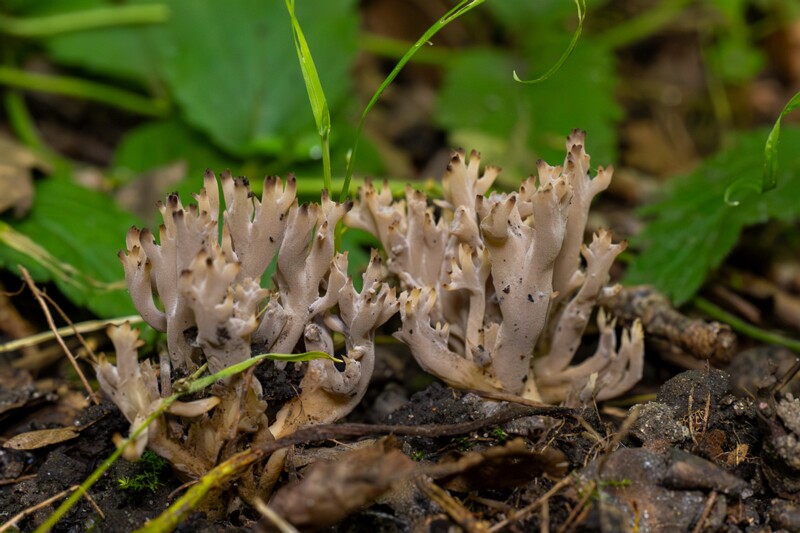 Clavulina cinerea  2025-07-19 1-11