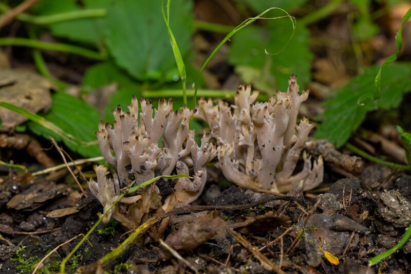 Clavulina cinerea  2025-07-19 1-13