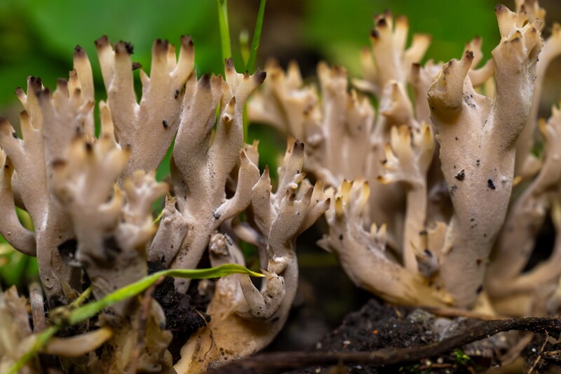 Clavulina cinerea  2025-07-19 1-14