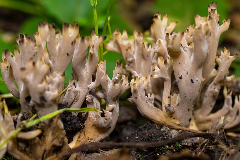 Clavulina cinerea  2025-07-19 1-15