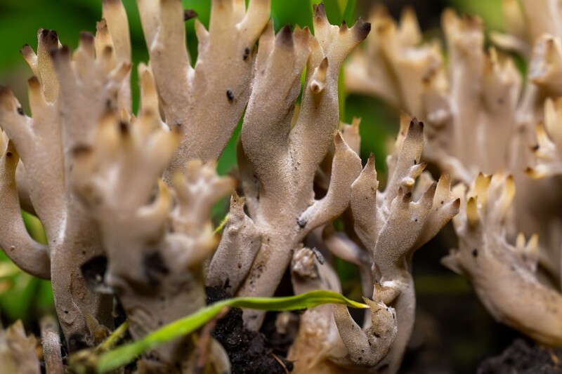 Clavulina cinerea  2025-07-19 1-17