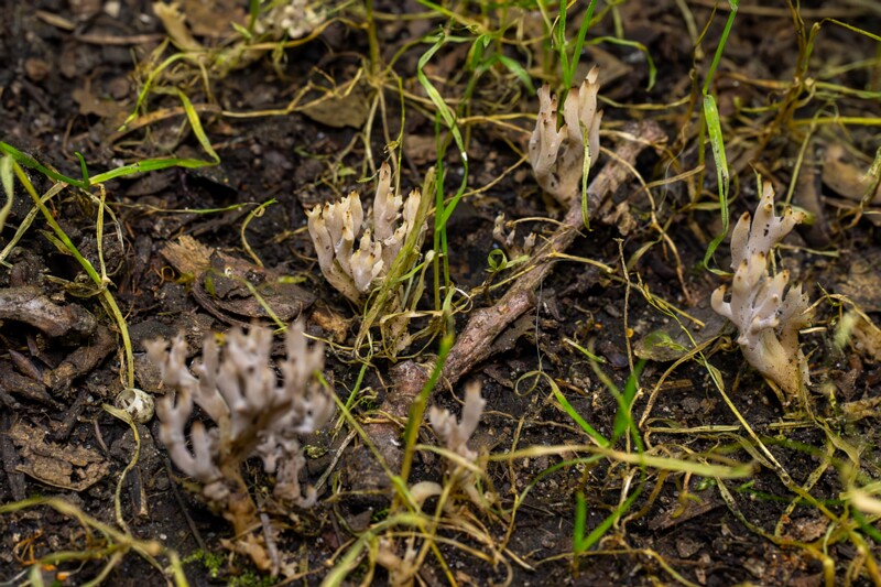 Clavulina cinerea  2025-07-19 1-6