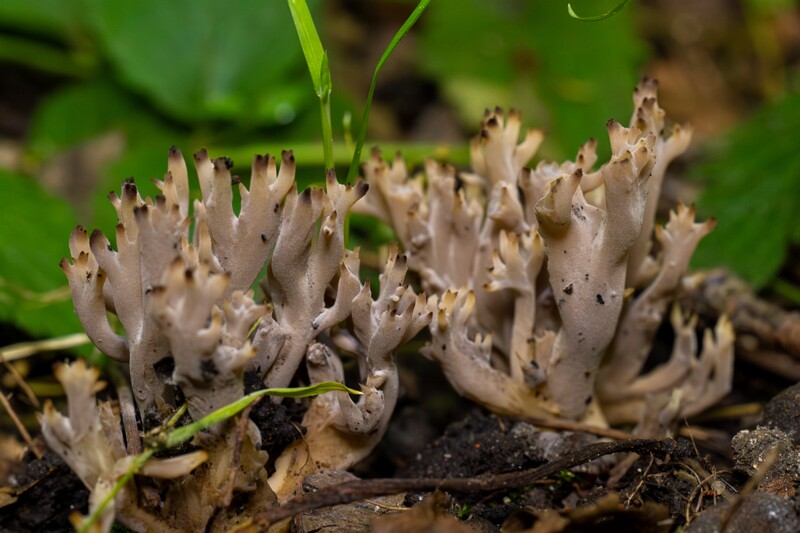 Clavulina cinerea  2025-07-19 1-8