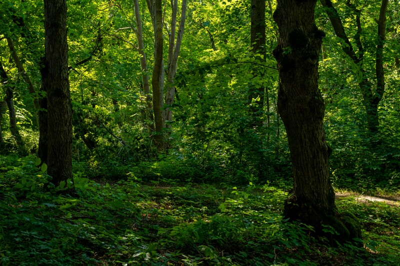 harku-myyisajyarv 2025-07-19 1-5