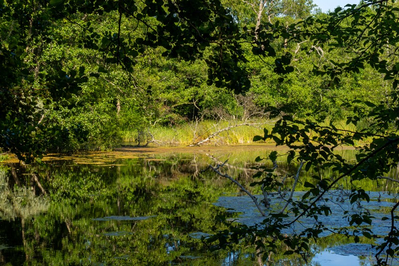 harku-myyisajyarv 2025-07-19 1-9