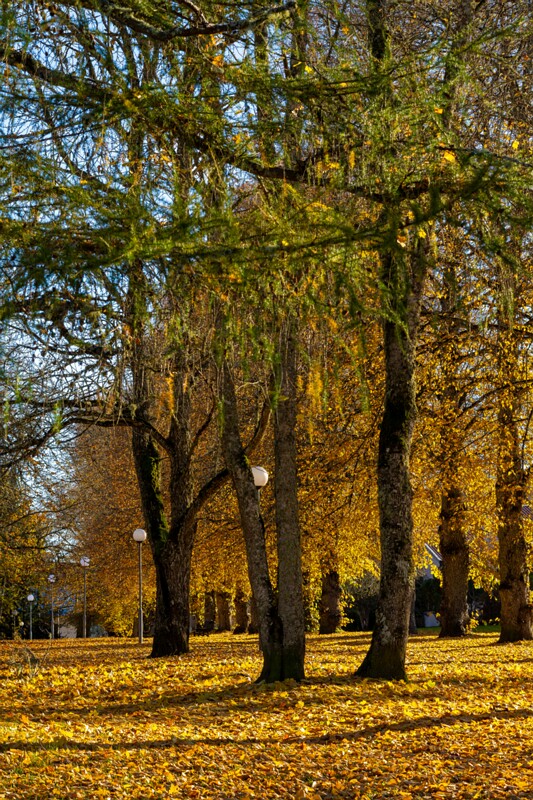 Jäneda park  2025-10-19 1-1