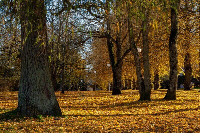 Jäneda park  2025-10-19 1-2