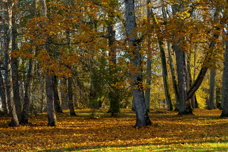 Jäneda park  2025-10-19 1-3