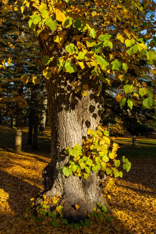 Jäneda park  2025-10-19 2-1