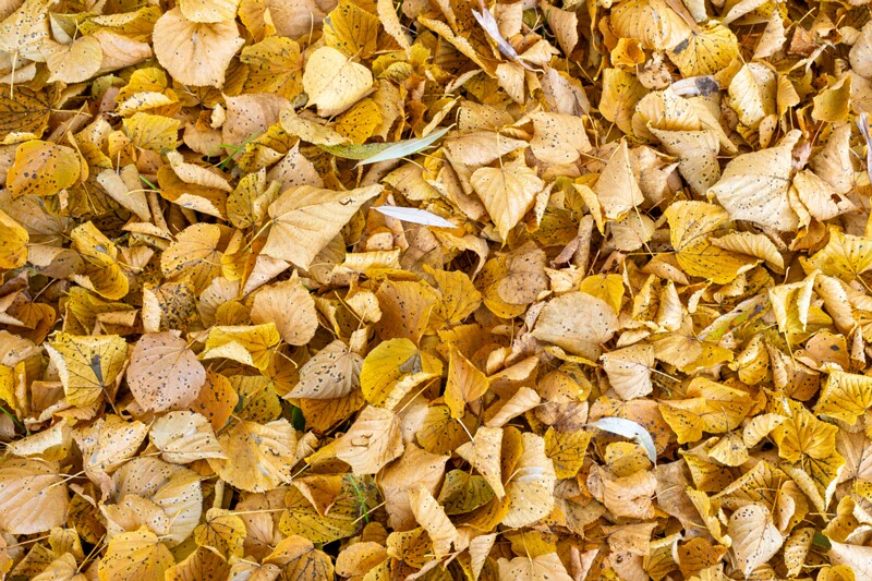 Jäneda park  2025-10-19 2-2