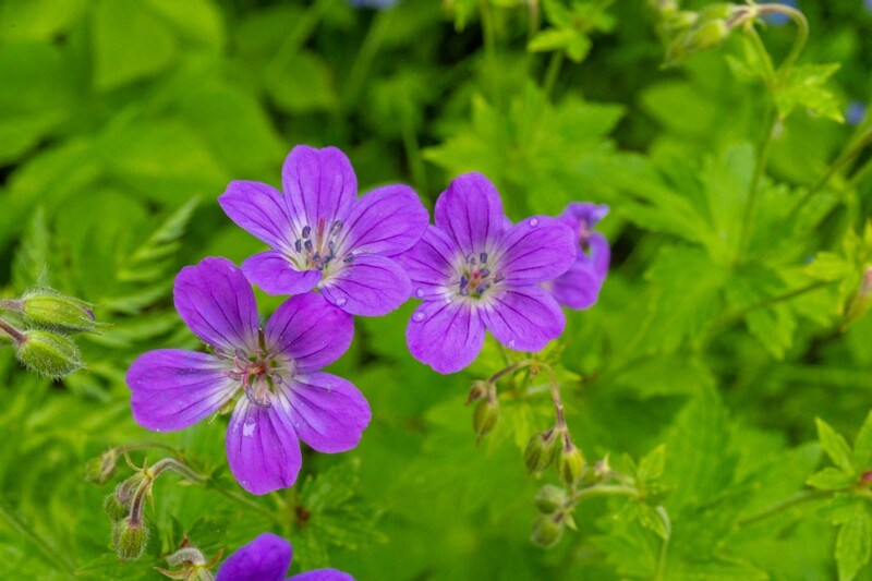 jõelähtme-kirik 1-50