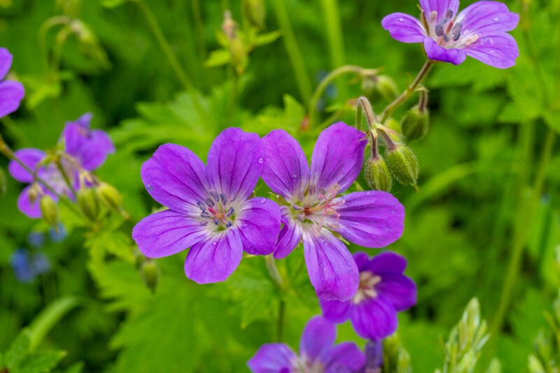 jõelähtme-kirik 1-52