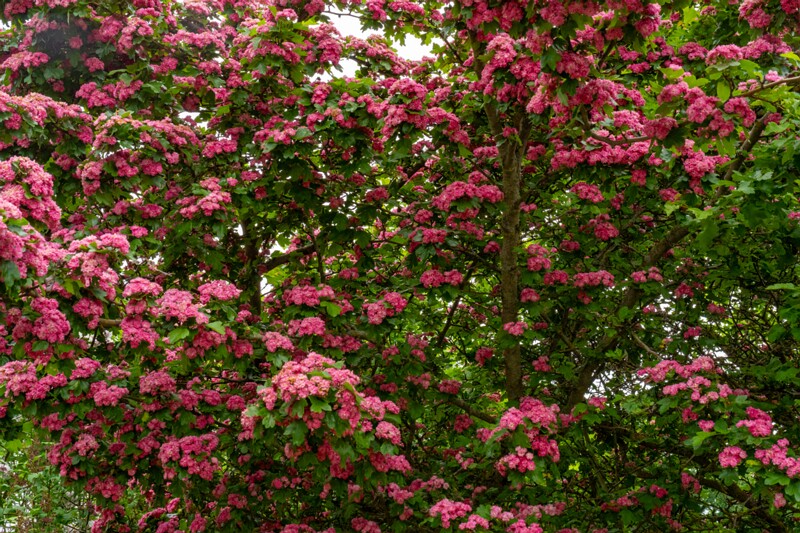 jõelähtme-kirik 1-30