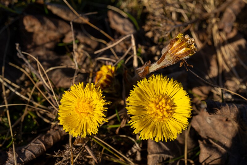 tussilago-farfara 2025-04-13 1-2