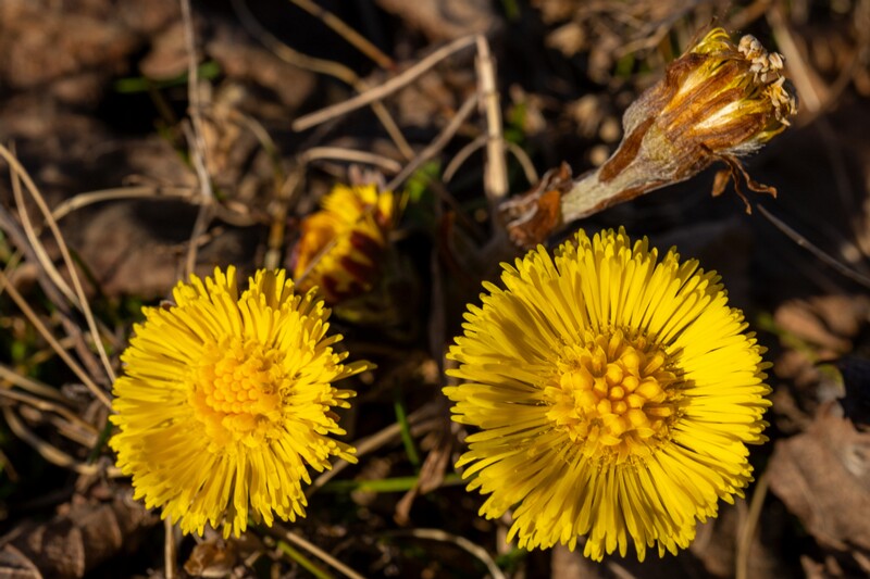 tussilago-farfara 2025-04-13 1-3