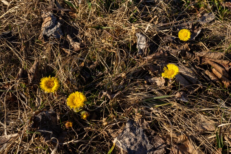 tussilago-farfara 2025-04-13 1-4