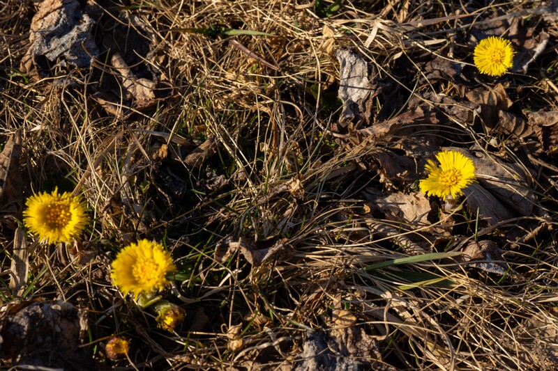 tussilago-farfara 2025-04-13 1-5
