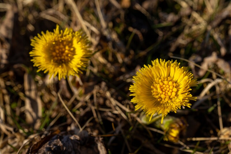 tussilago-farfara 2025-04-13 1-6
