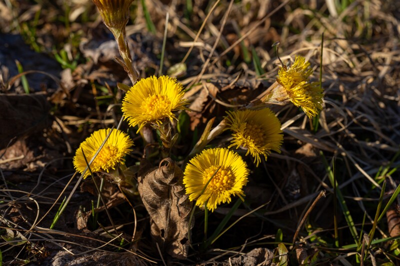 tussilago-farfara 2025-04-13 1-7