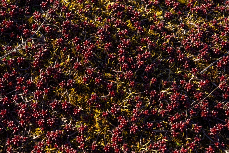 sedum-album-f-murale 2025-04-13 1