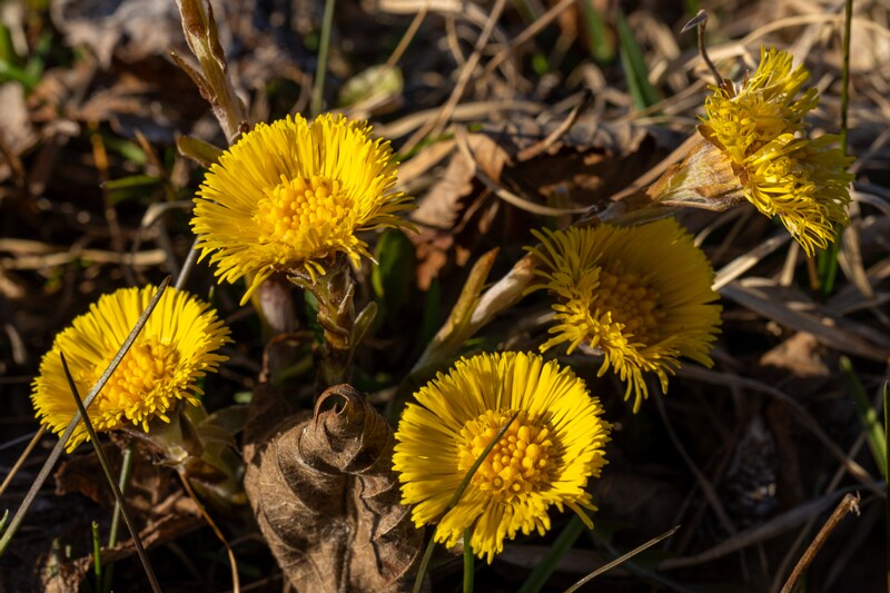 et. Paiseleht, en. coltsfoot, lat. Tussilago farfara