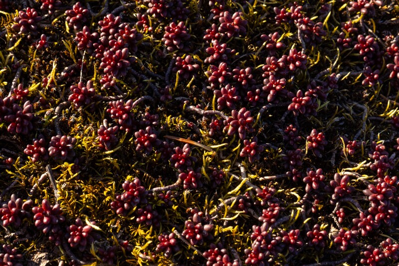 et. Valge kukehari, en. white stonecrop, lat. Sedum album f. murale