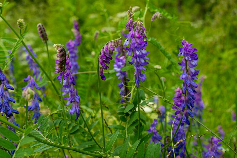 Vicia cracca  2026-06-28 1-1