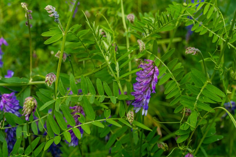 Vicia cracca  2026-06-28 1-3