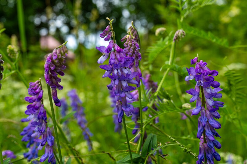 Vicia cracca  2026-06-28 1-4