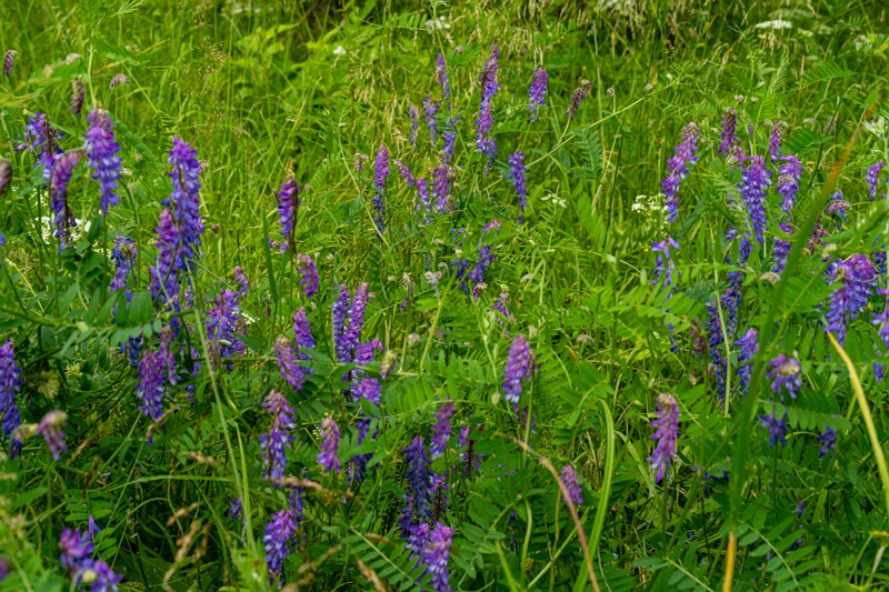 Vicia cracca  2026-06-28 1-5