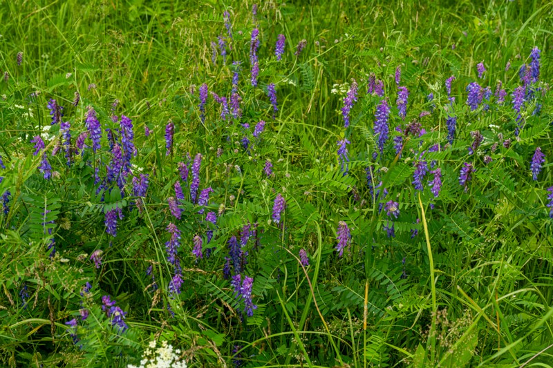 Vicia cracca  2026-06-28 1-7