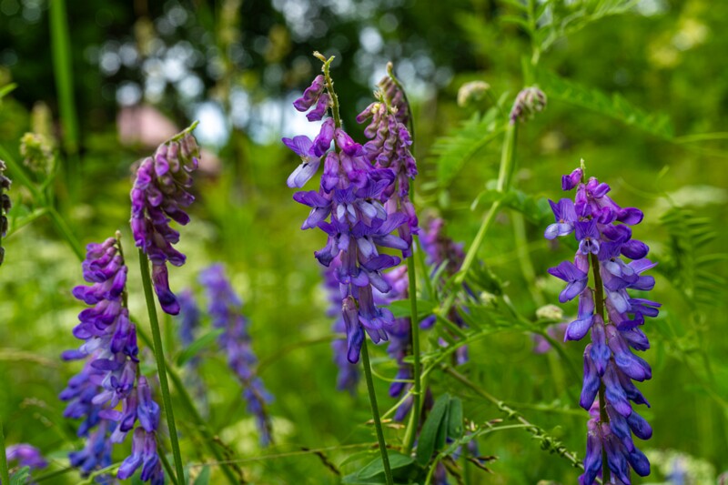 et. Harilik hiirehernes, en. tufted vetch, lat. Vicia cracca