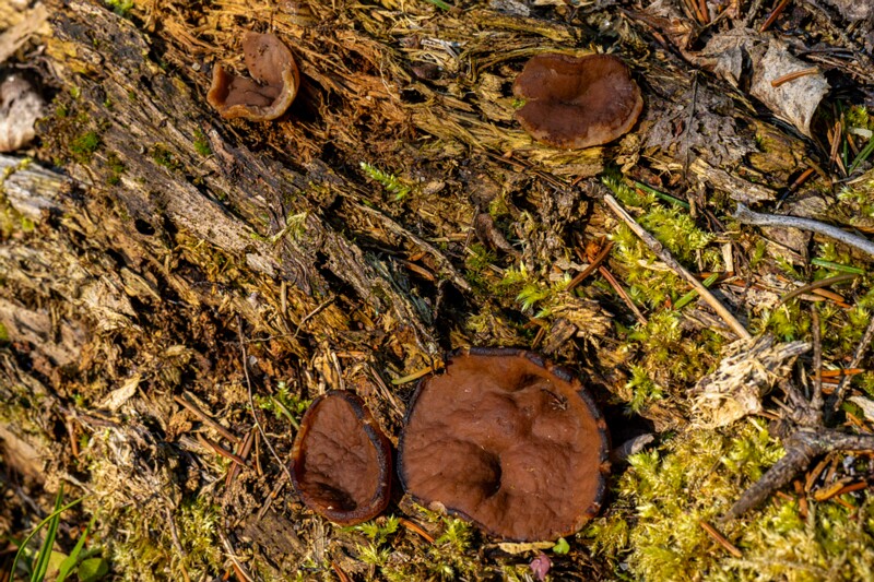 Discina ancilis  2026-05-23 1-1