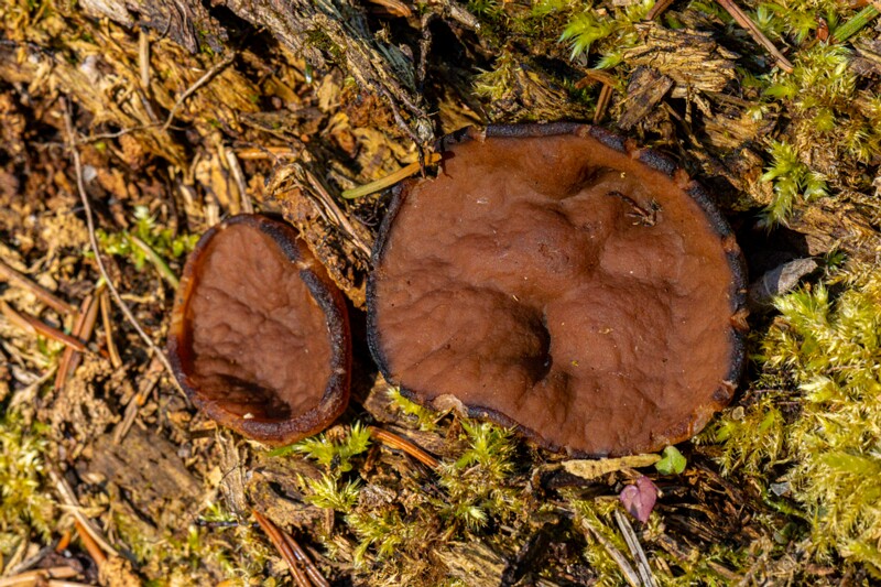 Discina ancilis  2026-05-23 1-2