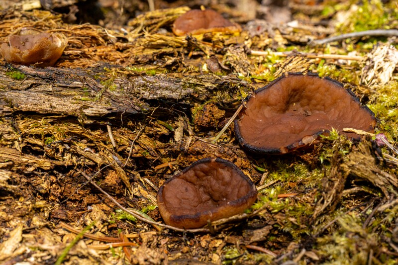 Discina ancilis  2026-05-23 1-8