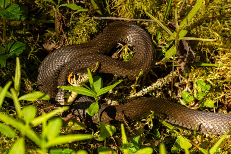 et. Harilik nastik, en. grass snake, lat. Natrix natrix