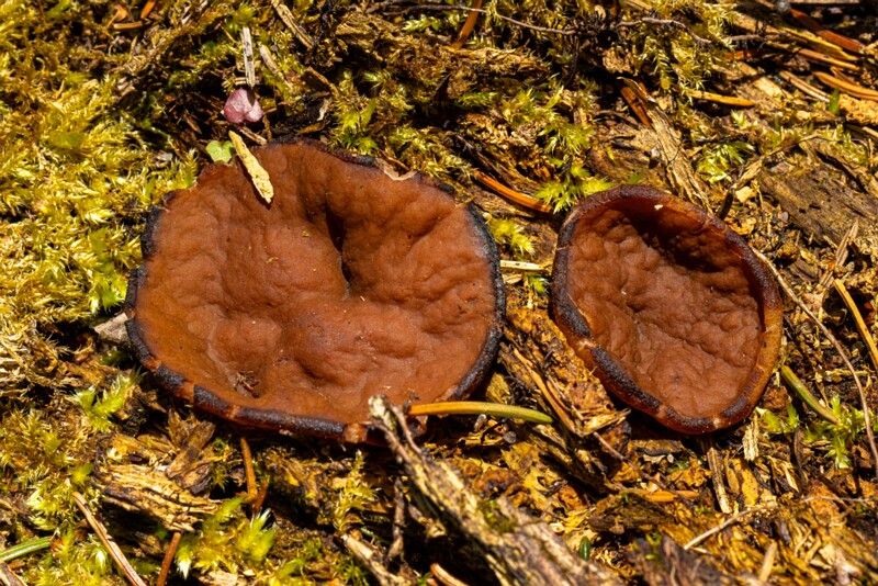et. Ketas-kogritsliudik, en. pig's ears, lat. Discina ancilis