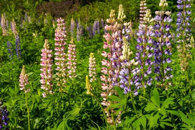 et. Hulgalehine lupiin, en. large-leaved lupine, lat. Lupinus polyphyllus