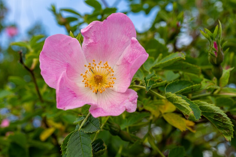 Rosa canina  2026-06-20 1-1