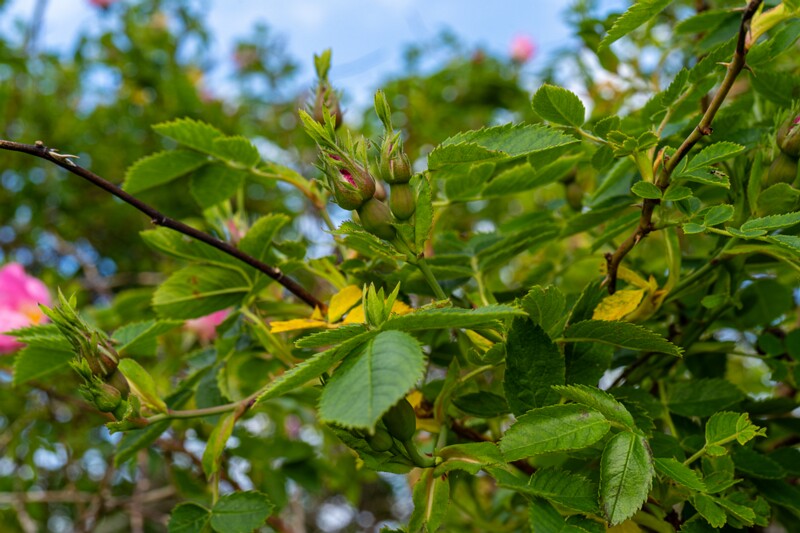 Rosa canina  2026-06-20 1-3