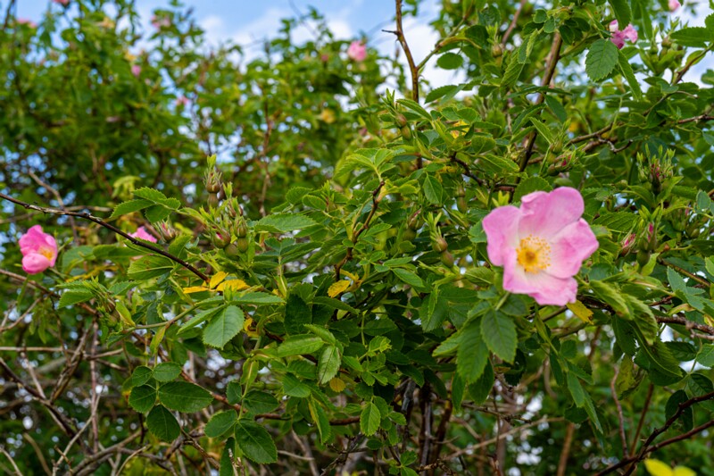 Rosa canina  2026-06-20 1-4