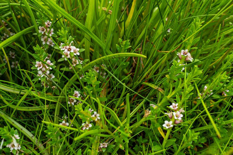 Glaux maritima  2026-06-20 1-1